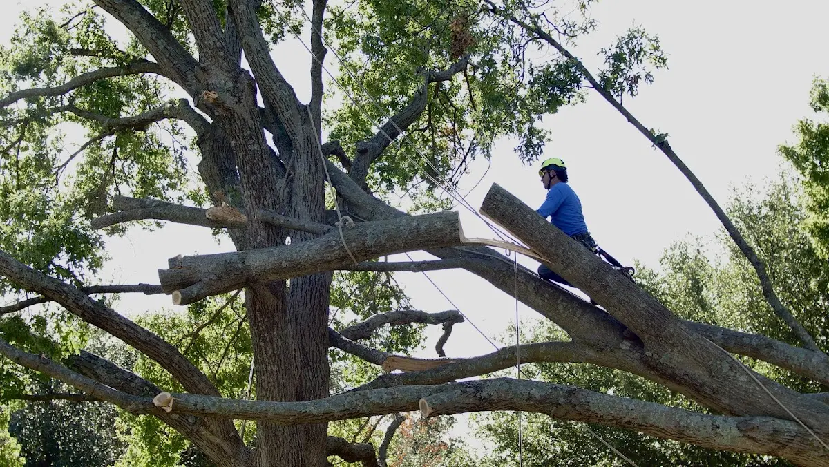 Professional Hazardous Tree Removal performed by certified arborists in Latham